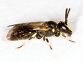 Hylaeus pectoralis